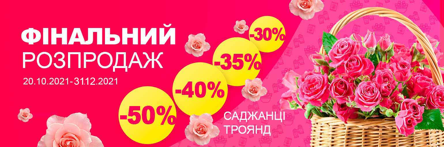 Распродажа саженцев роз до -50%