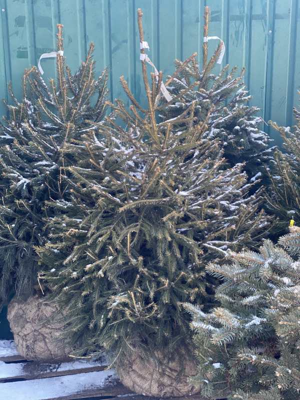    (Picea abies Excelsa)  100-120 , 6 