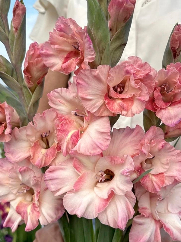 �������� Cherry Candy ���������� 10/12