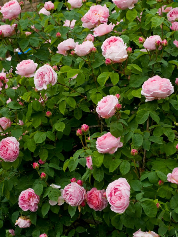 ������� ���������� (Constance) ��������� �3