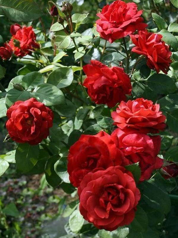 ������������ (Terracotta) �����-�������, ��.
