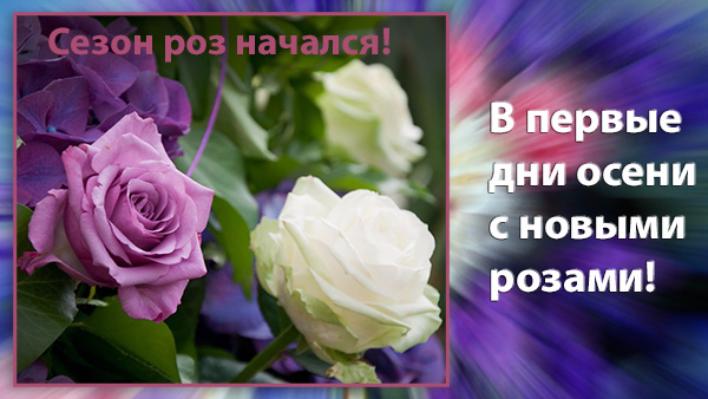 Принимаем предзаказ на саженцы роз! Принимаем предзаказ на саженцы роз!