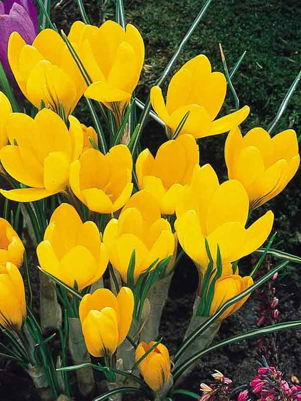 Крокус великоквітковий Yellow (5 шт)