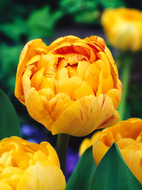  - Double Beauty of Apeldoorn 10/11 