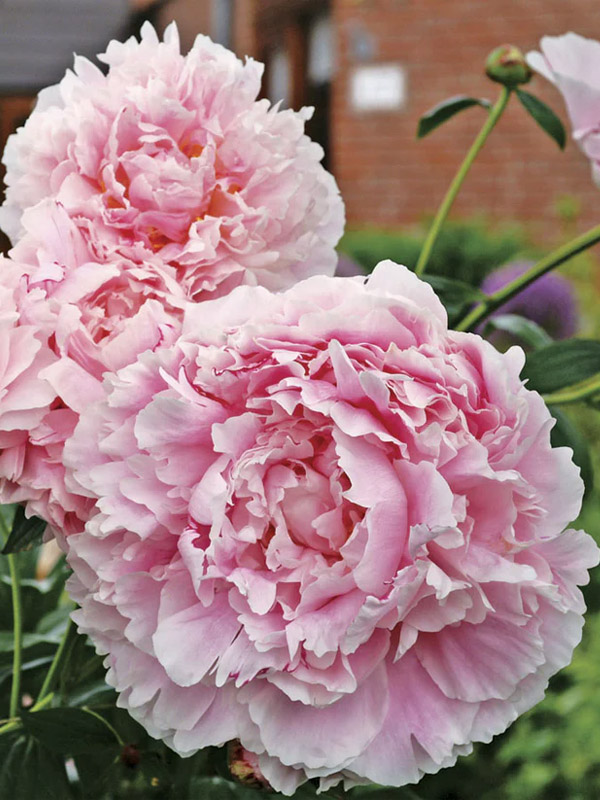     (Sarah Bernhardt Select) 3 