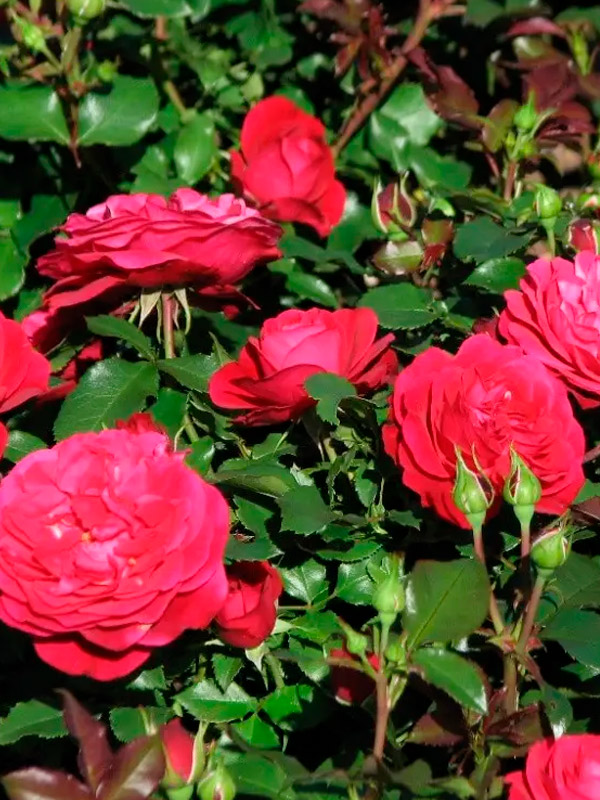 ���� ���� ���� (Mona Lisa) ����������