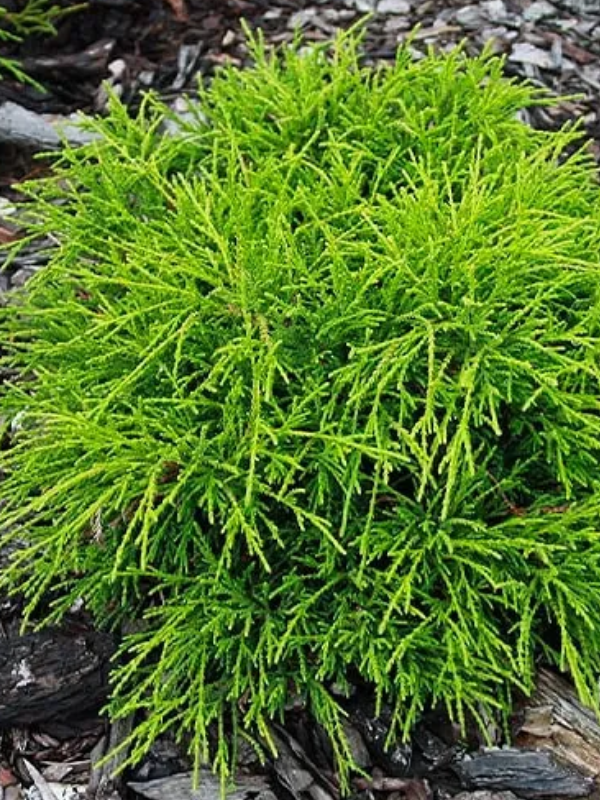 ����������� ����������� ������� ���� 2 �