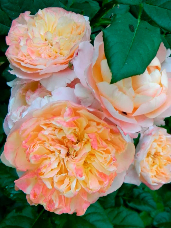 ���� ���� (Edith) ����������