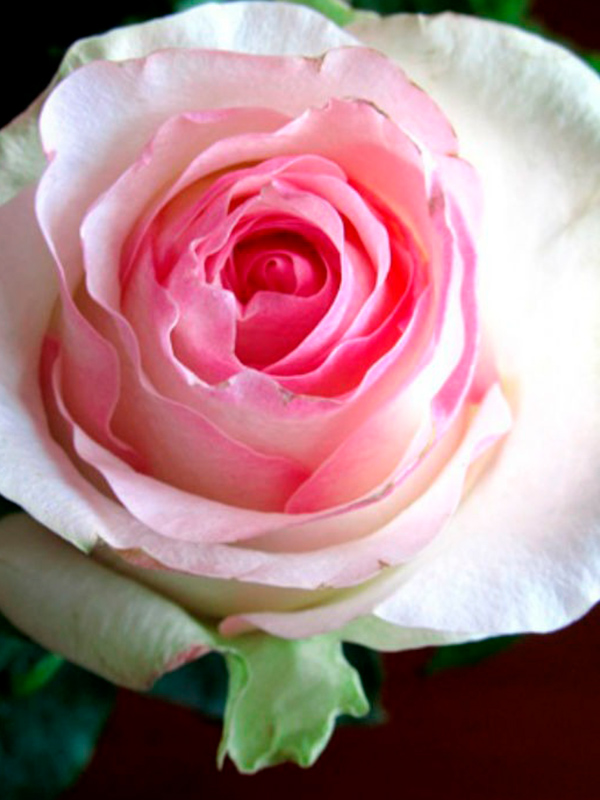 ������� ��������� (Senorita) �����-�������