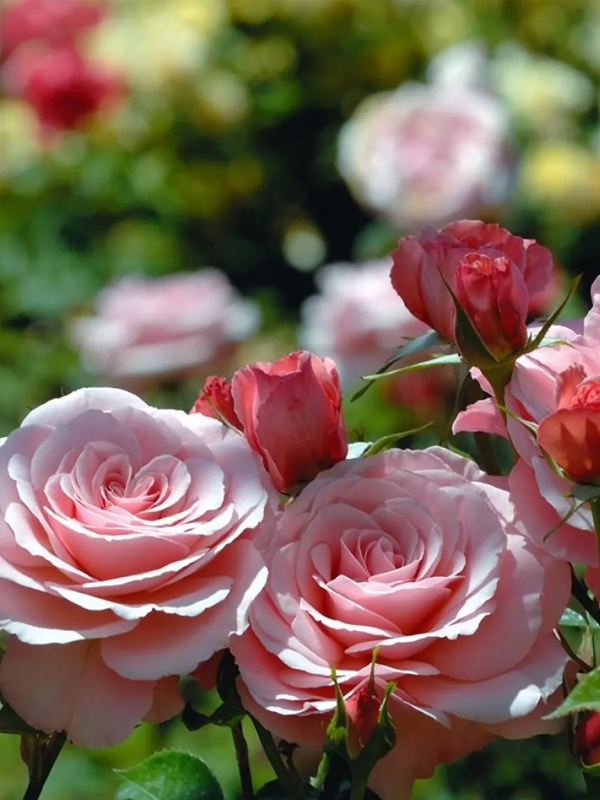 ���� ����������� ������ (Romantic Antike) �����-��������� �3