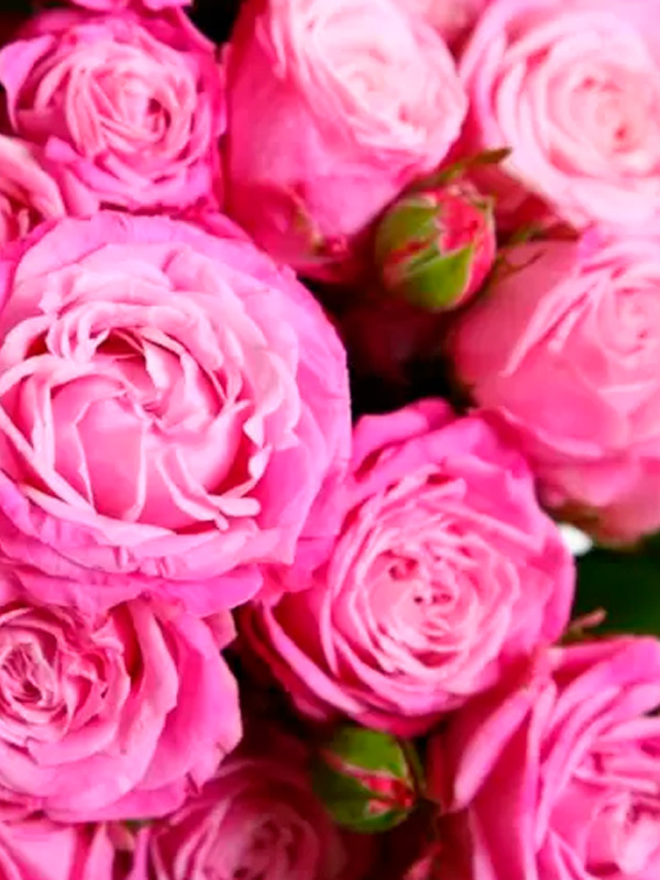 ���� ����� ��������� (Madame Bombastic) ����������