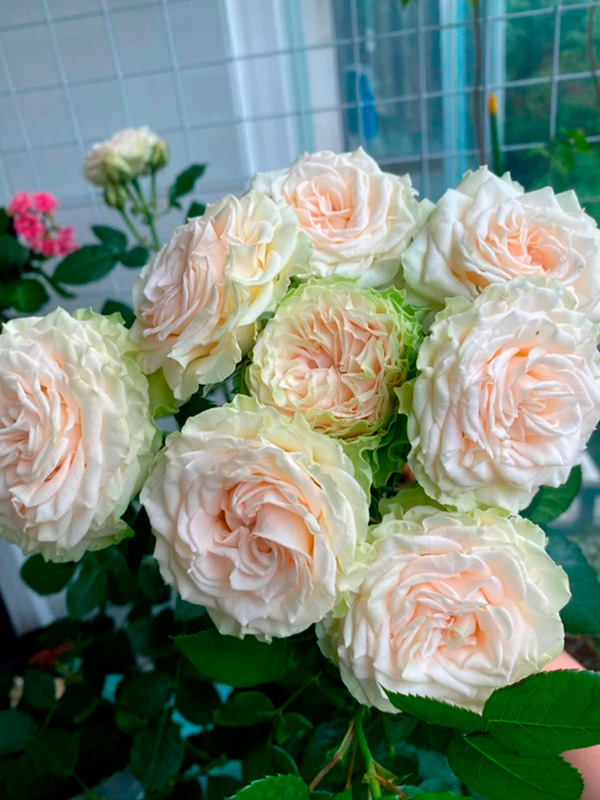 ������� ��������� ���� (Porcelain Lace) ��������