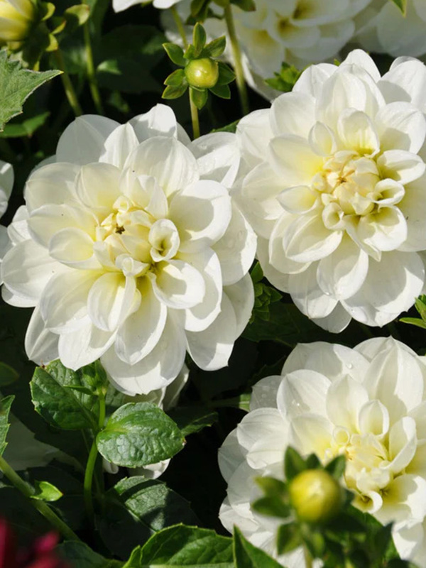 �������� Cantarino 