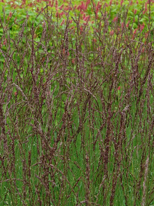    (Heidezwerg) 2