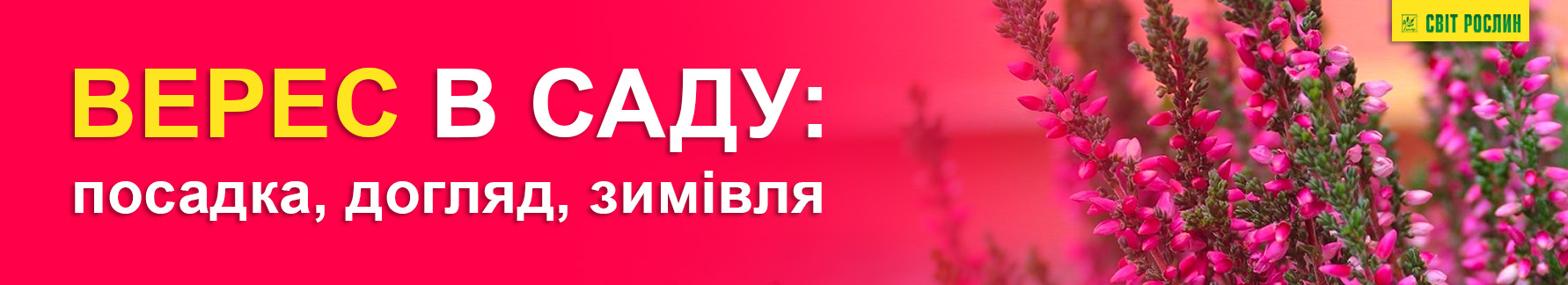 Вереск в саду: посадка, уход, зимовка Вереск в саду: посадка, уход, зимовка