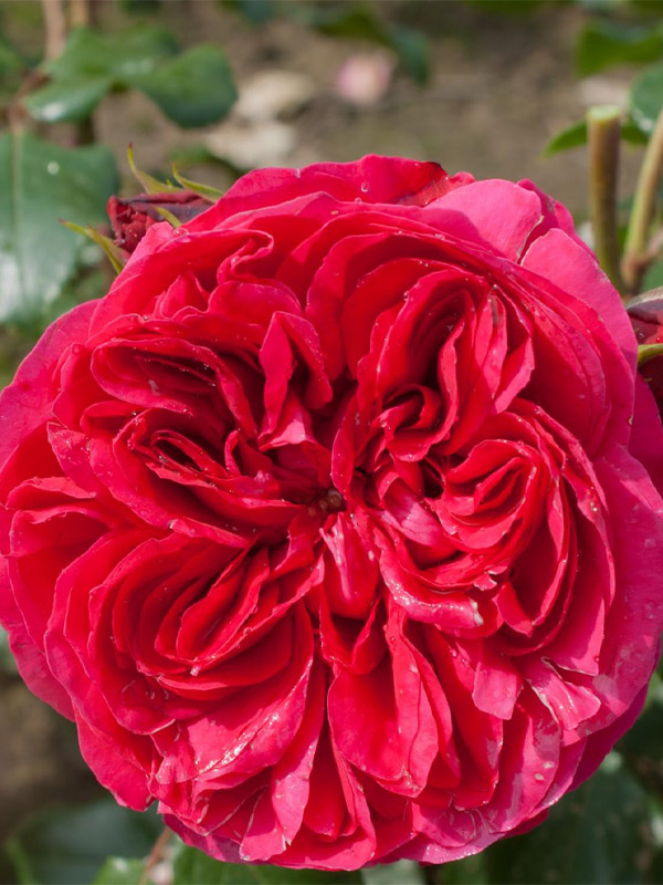       (Red Eden Rose) 4