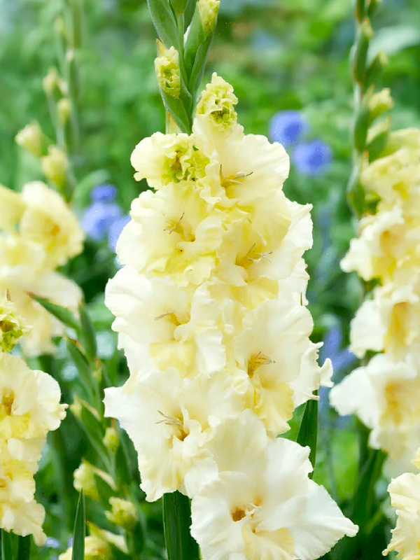 �������� Happy Touch ���������� 10/12