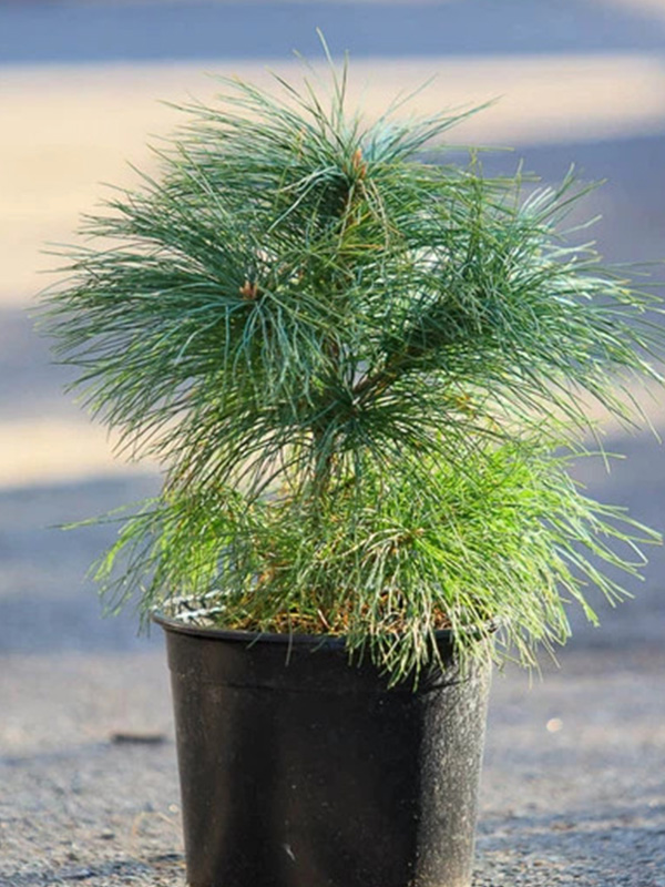 ����� ���������� �2