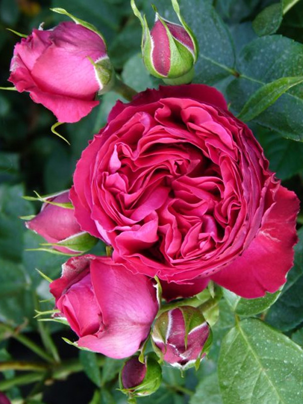      (Red Eden Rose) 