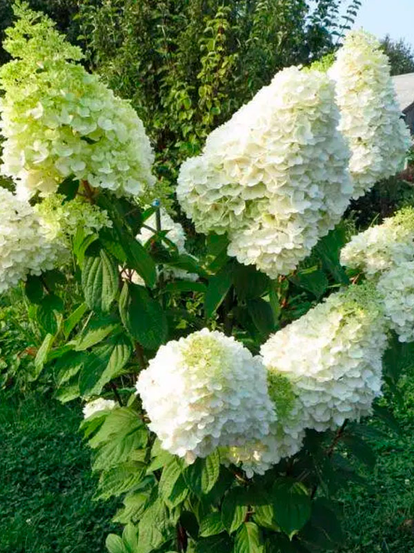 ��������� �������� (Hercules) ����������� �2