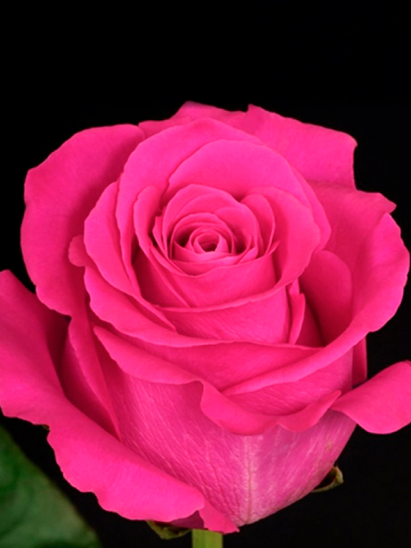 ���� ���� ����� (Pink Floyd) �����-���������