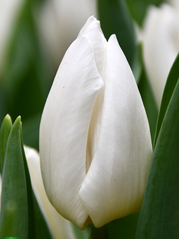   White prince ( ) 12+  