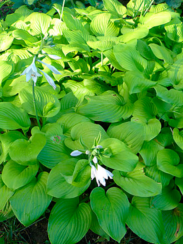 ����� Fried Bananas 