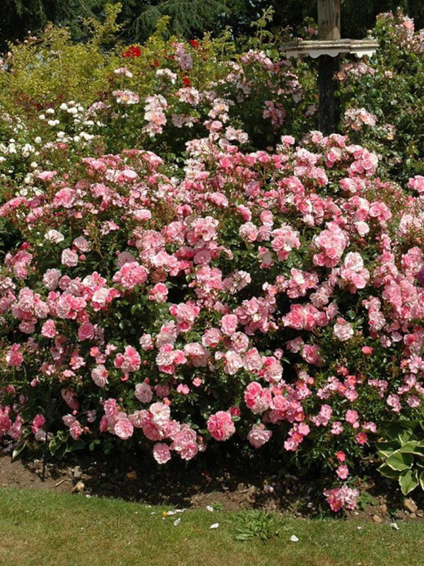 ������� ���������� ������ (Royal Bonica) ��������� �3