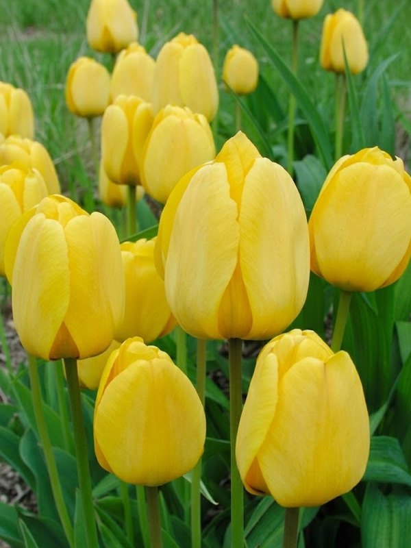 ������� Golden Apeldoorn 12+ ��������� ������ 