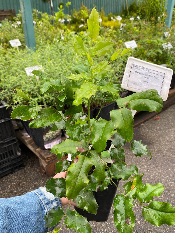  Aquifolium C2 