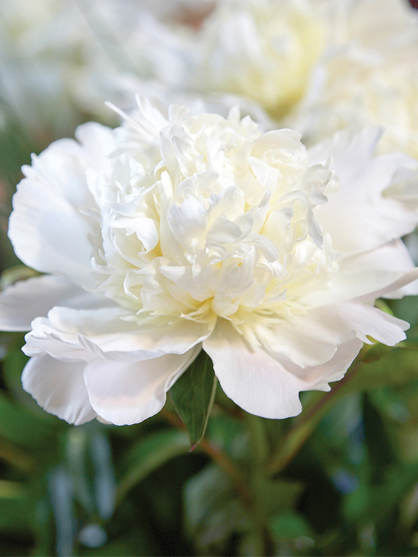    (Charle's White) 3 