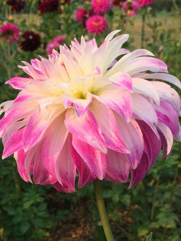 Георгина Pink Petticoat гигантский цветок 