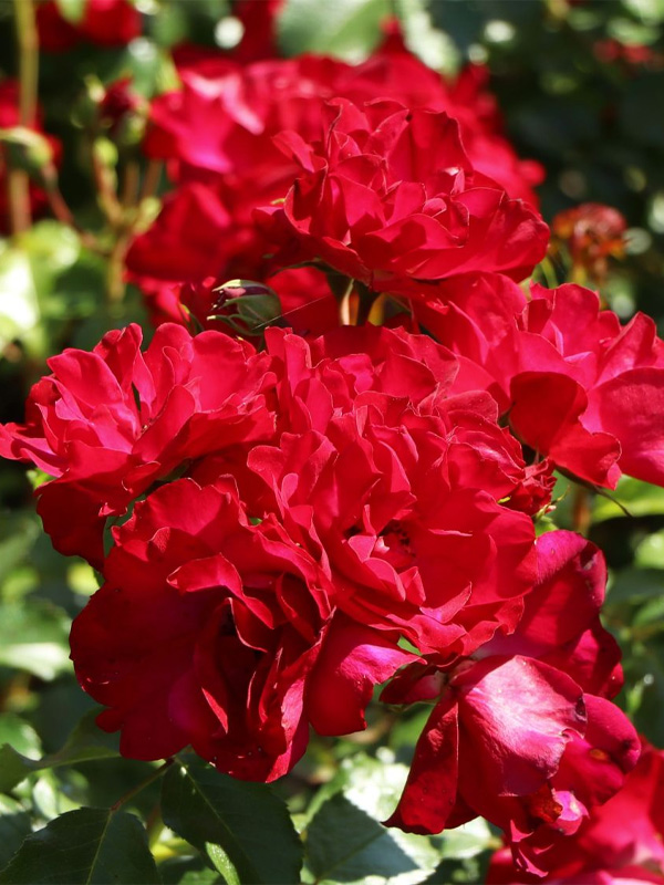    (Rotilia) 3 