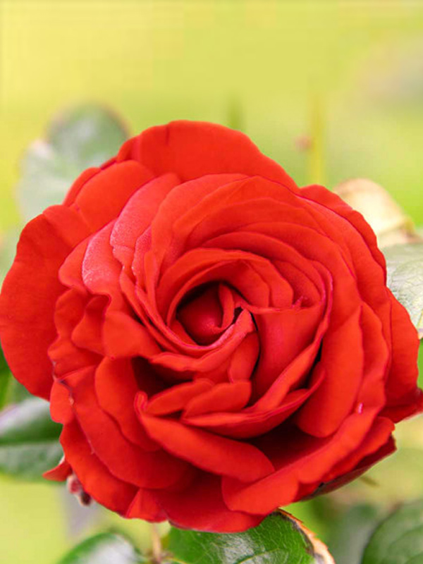 ���� ���� ������� (Pauls Scarlet) ��������� �3