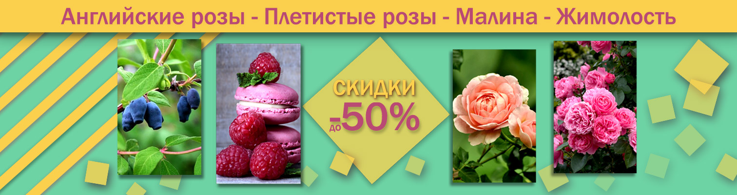 Акция! До -50% на саженцы роз и плодовых кустарников Акция! До -50% на саженцы роз и плодовых кустарников