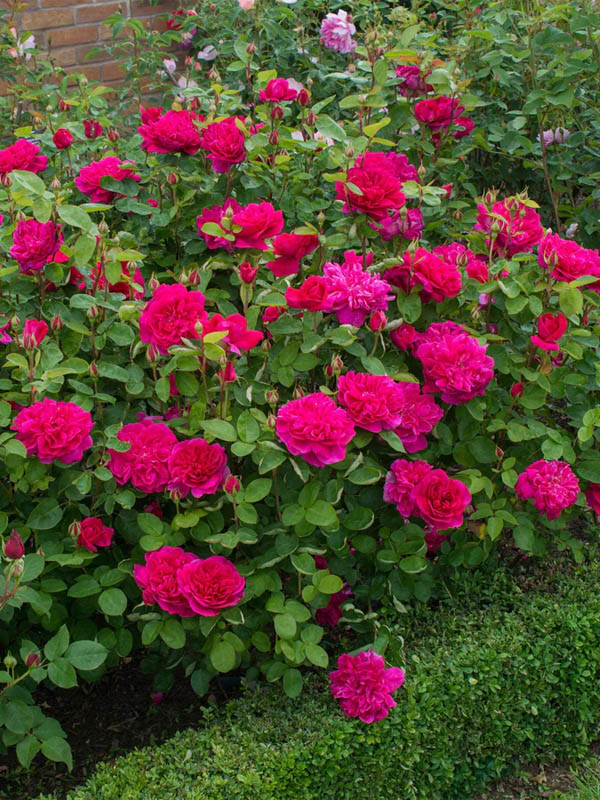     (Sophy's Rose) 4