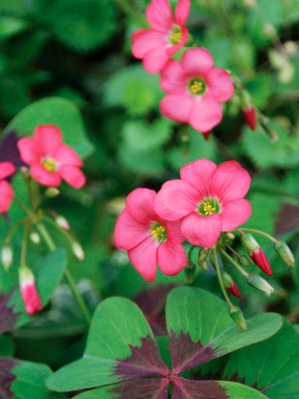 ������� Deppei 5+