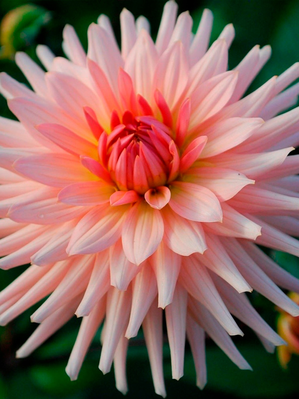 ������� Preference ���������