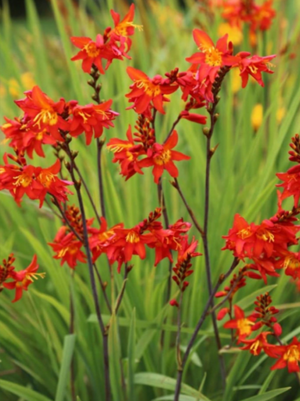 �������� Fireking 8/10