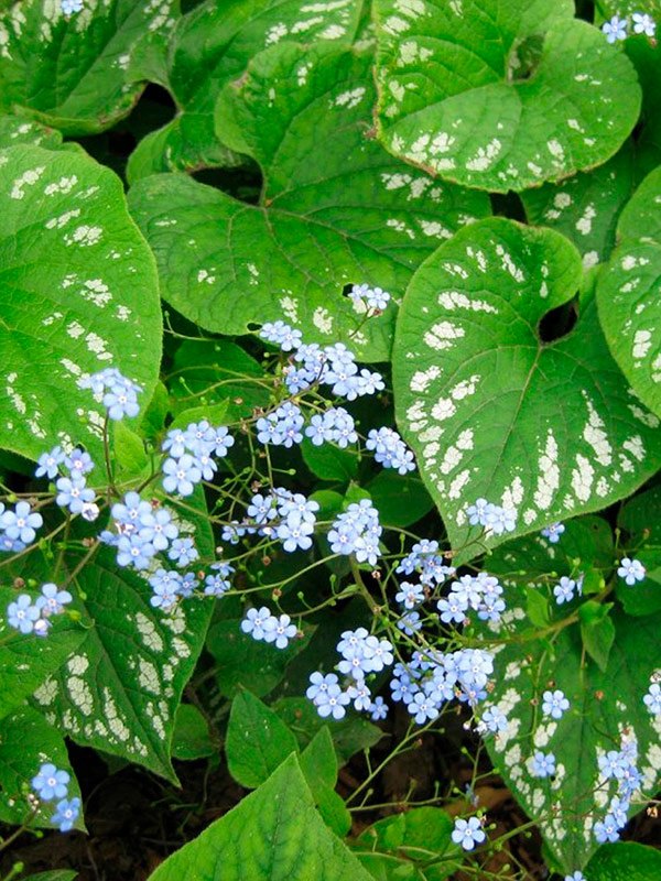 ������� �����������