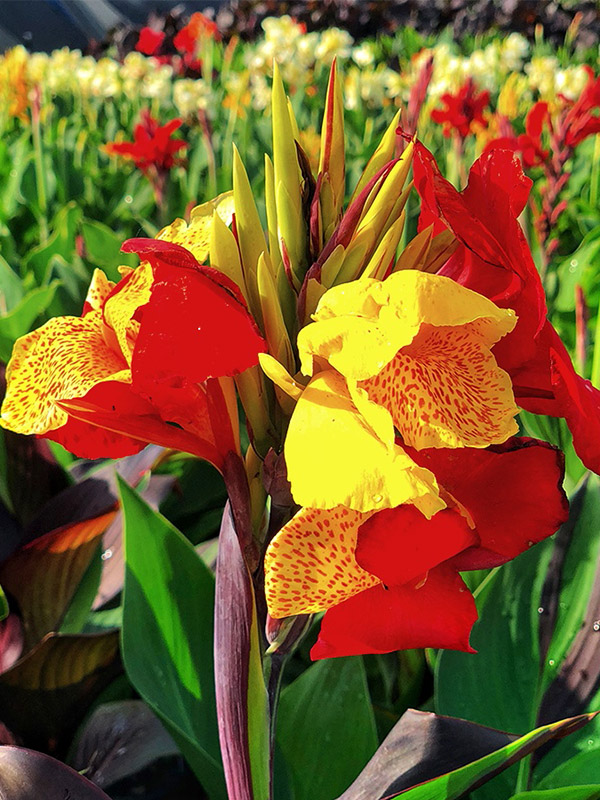 ����� Cleopatra 