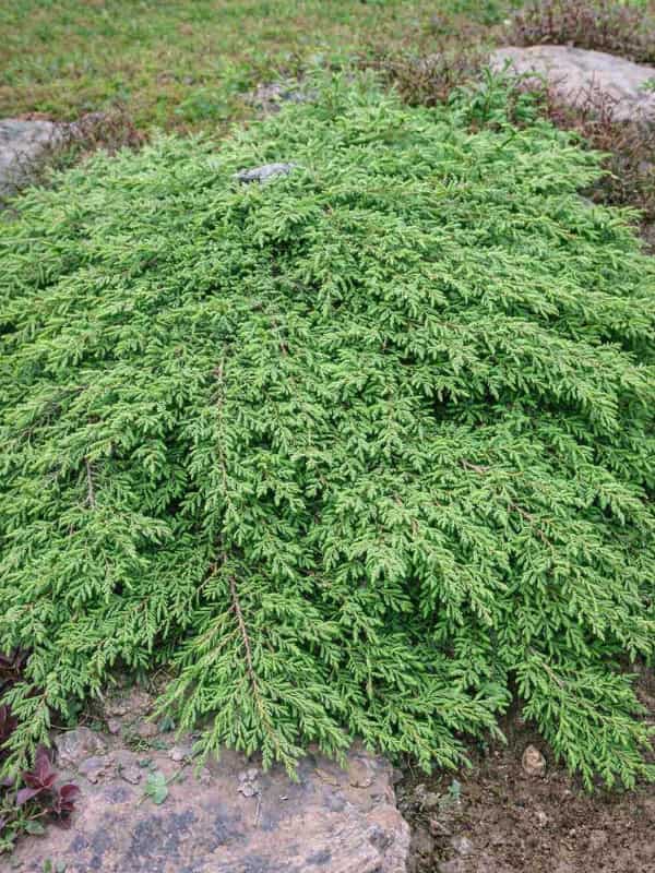 ������������ ������������ Green Carpet �3