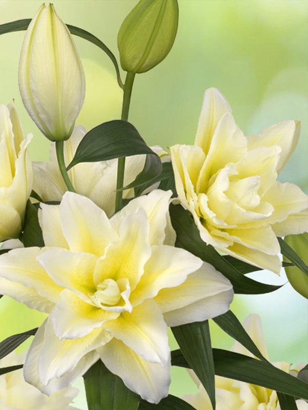 ˳�� Roselily Ludwina 15/17