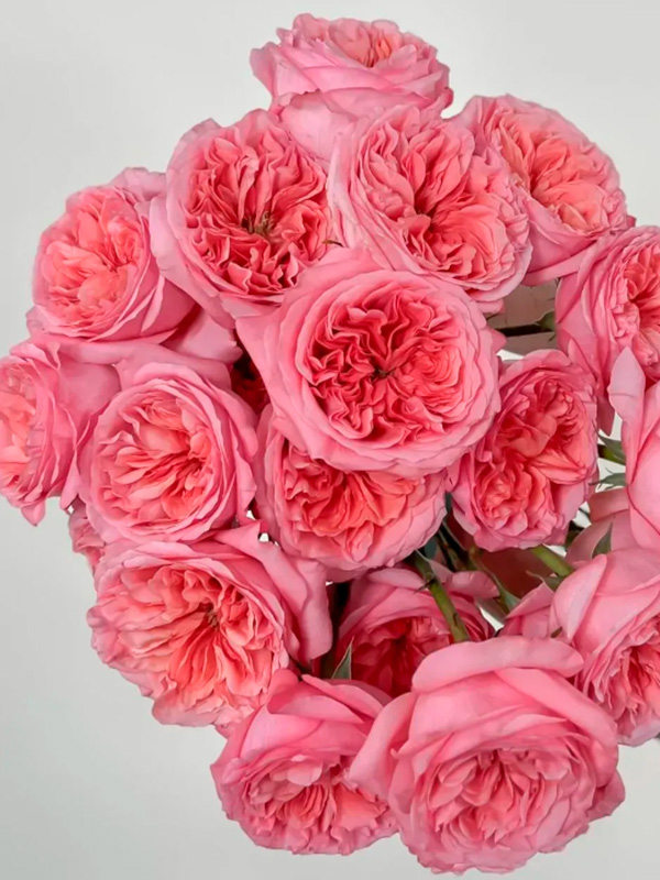 ������� ϳ�� �������� (Pink Expression) �����-�������