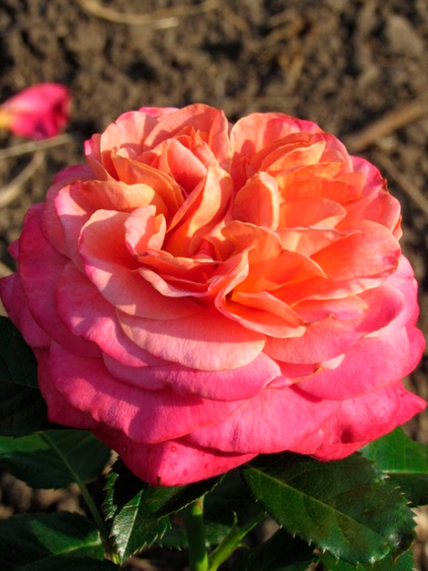 ������� ���� �� ����� (Sourire de Deauville) �����-�������