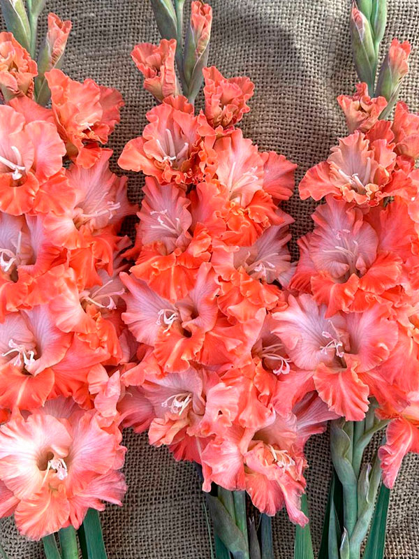 �������� Coral Crush 14+