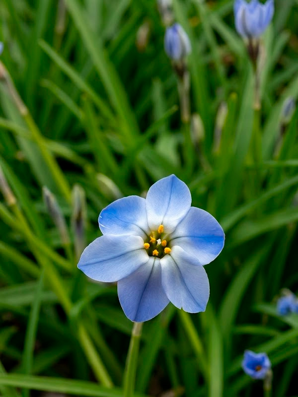������ Rolf Fiedler 4+ 