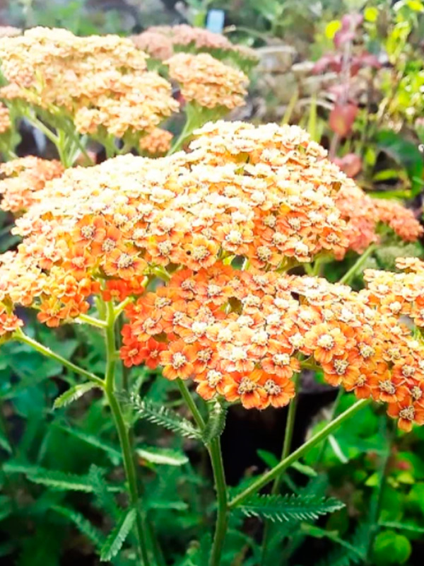 ������� Incagold 