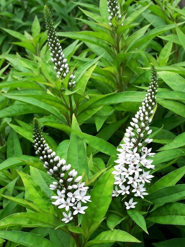 ��������� ���������� Lady Jane �1
