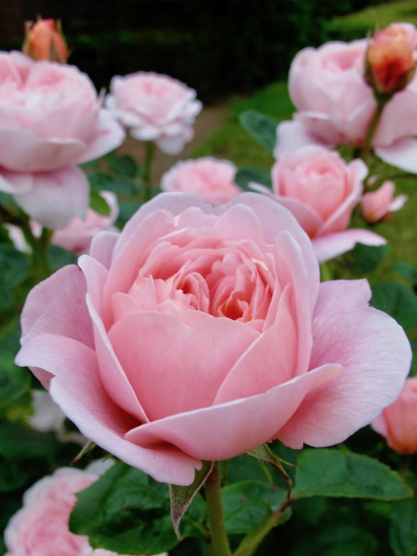 ���� �������� ������ (Queen of Sweden) ���������� C3